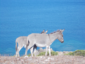 asinarahome